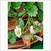 寒空にイチゴの花🍓