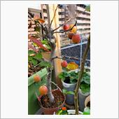 リンゴが色づいてきました🍎