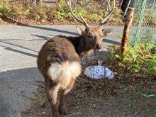 金曜日の鹿さん🦌