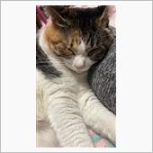 一緒に寝てます。🐈