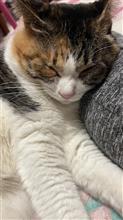 一緒に寝てます。🐈