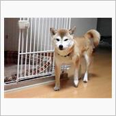 キョンキョンいい子しています