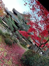 京都で紅葉を