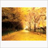 🍁🍂紅葉の秋 No.15 ...