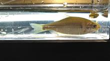 タナゴ釣り。ヤリタナゴ。