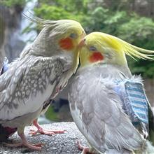 いいインコの日フォトコンテスト　結果発表