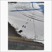 ついに積雪（でも根雪じゃなさ ...