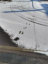 ついに積雪（でも根雪じゃなさそう）