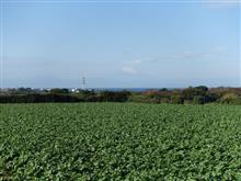 冬の遠足）畑と海と富士山と・・・・。
