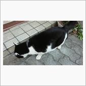 今朝のにゃんこ 22.12. ...