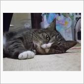今日は、失業認定日だよ。