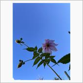 冬の花とみかん