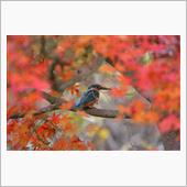 紅葉のタイミングとポジション