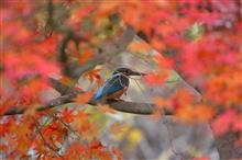 紅葉のタイミングとポジション