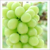 今年のシャインマスカット🍇
