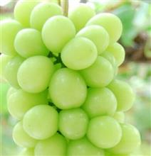 今年のシャインマスカット🍇
