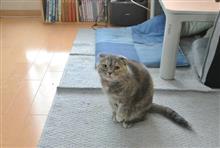 〔ねこ〕今週のレミ (49)