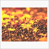 🍁🌺紅葉の秋 FINAL ...