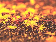 🍁🌺紅葉の秋 FINAL『椿山荘編』🌺🍁 🍁🌺紅葉の秋 FINAL『椿山荘編』🌺🍁