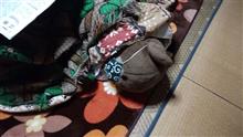 今朝から熊だけ寝る･･･熊だから･･･