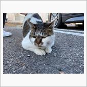 朝グランツと小春日和のねこさ ...