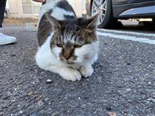 朝グランツと小春日和のねこさんぽ