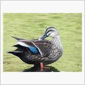 冬鳥探し・・・久しぶりに定光 ...