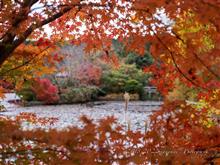 美の龍安寺