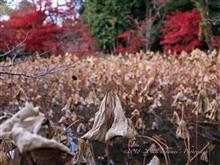 黄昏の京都府立植物園