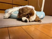 疲れたようです 疲れたようです