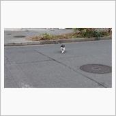 今朝のにゃんこ 22.12. ...