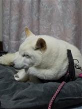 はながクッションでぬくぬく〜