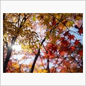 京の紅葉見納めは錦秋の宝筐院 ...
