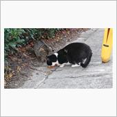 散歩道のにゃんこ 22.12 ...