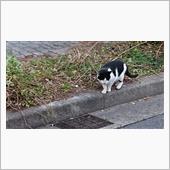 今朝のにゃんこ 22.12. ...