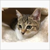子猫を飼いはじめたよ