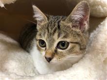 子猫を飼いはじめたよ
