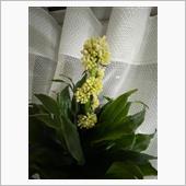 幸福の木(ドラセナ)」に花が ...