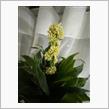 幸福の木(ドラセナ)」に花が咲いた^_^