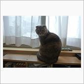 〔ねこ〕今週のレミ (50)