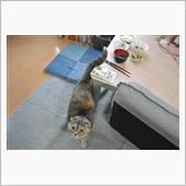 〔隔週〕先週、今週の朝食(4 ...