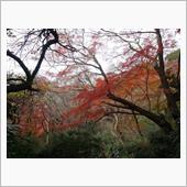 冬の遠足）横浜～鎌倉、紅葉め ...