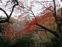 冬の遠足）横浜～鎌倉、紅葉めぐり編♪