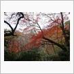 冬の遠足）横浜～鎌倉、紅葉めぐり編♪
