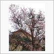 桜満開♪