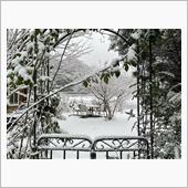 初雪