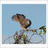 飛行機撮影に・・・バードウォ ...