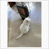 クルマ屋さんの猫達😀