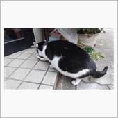 午後のにゃんこ 22.12. ...