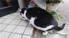 午後のにゃんこ 22.12.20